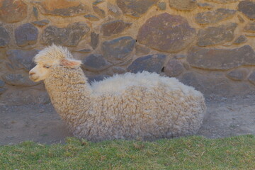 Obraz premium An alpaca lies near an ancient stone wall.