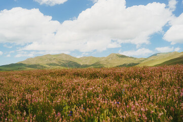 Stunning landscape of a vast pink wildflower field in the highlands with majestic mountains under a cloudy blue sky