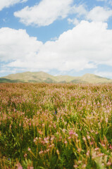 Stunning landscape of a vast pink wildflower field in the highlands with majestic mountains under a cloudy blue sky