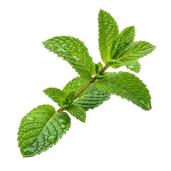 Fresh Mint Leaves Water Drops Isolated Black