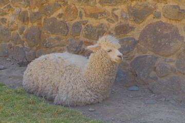 Obraz premium An alpaca lies near an ancient stone wall.