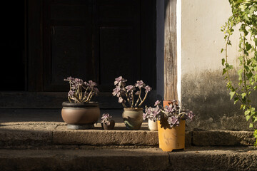 Beautiful succulent plants in ceramic pots on rustic stone steps outside a traditional building with dramatic side lighting and dark wooden door
