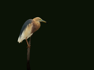 Javan pond heron
