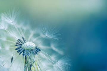 Serene picturesque dandelion macro closeup featuring delicate seed head wallpaper. Gorgeous pastel green blue background soft spring summer light calm botanical lush foliage nature fine art background