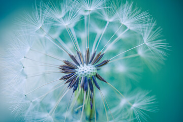 Serene picturesque dandelion macro closeup featuring delicate seed head wallpaper. Gorgeous pastel green blue background soft spring summer light calm botanical lush foliage nature fine art background