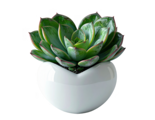 3D render of a heart-shaped succulent plant in a white ceramic pot,white background