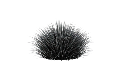 Dark Green Ornamental Grass Bush