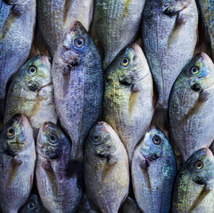Multiple fresh sea bream fish arranged neatly, natural color variation, fish market photography