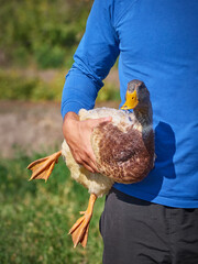 Man holding a domestic duck in his hands on a farm. Human-bird interaction.