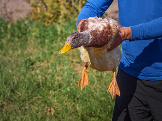 Man holding a domestic duck in his hands on a farm. Human-bird interaction.