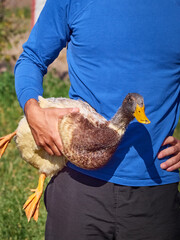 Man holding a domestic duck in his hands on a farm. Human-bird interaction.