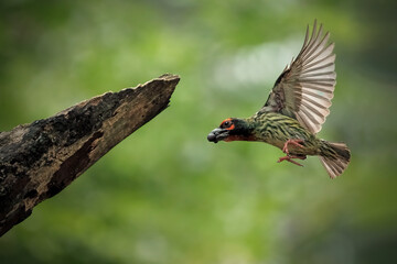 Coppersmith barbet in flight