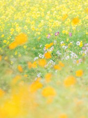 秋の公園や花壇を彩る色とりどりのコスモスのある風景。背景。自然風景素材。縦構図