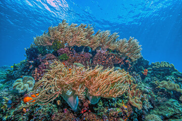 Coral reef off the coast of island in South Pacific