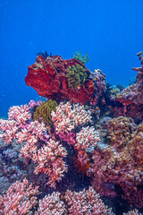 Coral reef off the coast of island in South Pacific