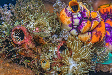 Polycarpa aurata,  heart ascidian, gold-mouth sea squirt