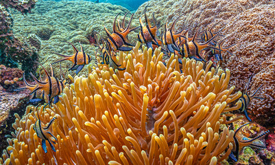 Banggai cardinalfish,Pterapogon kauderni, is a small tropical cardinalfish