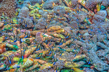 Banggai cardinalfish,Pterapogon kauderni, is a small tropical cardinalfish