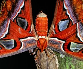 Attacus atlas, the Atlas moth, is a large saturniid moth