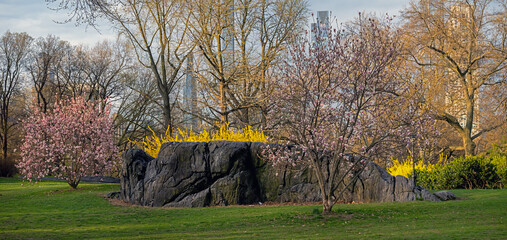 Central Park in spring, flowering cherry trees