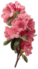 Vintage Botanical Illustration of Pink Rhododendron Flowers