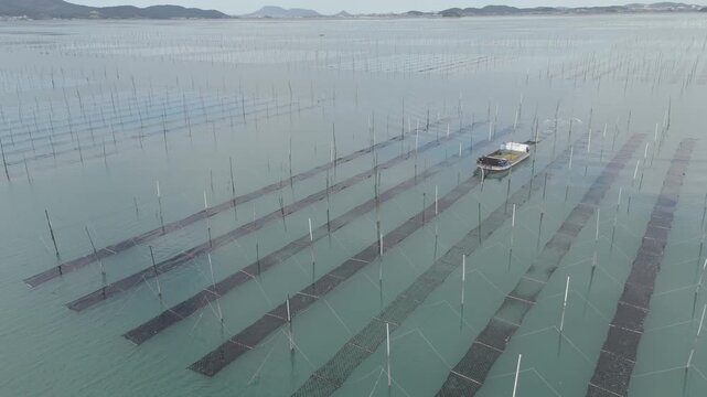 Aerial view of farmers harvesting seaweed from traditional Pole-system farms in Shinan mudflats (신안 갯벌의 전통 지주식 양식장에서 김을 채취하는 어민들의 항공 뷰)