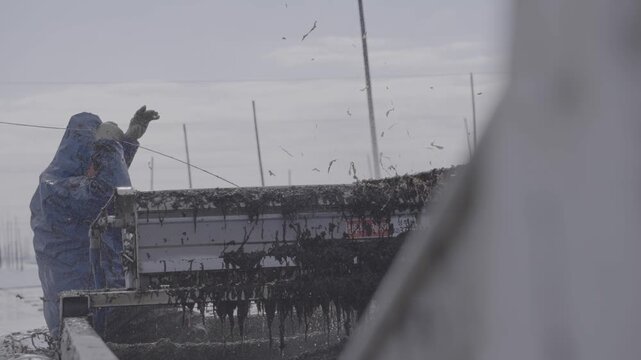 Farmers harvesting seaweed at a traditional Pole-system farm in Shinan mudflats  (신안 갯벌 전통 지주식 양식장에서 김을 수확하는 어민들)