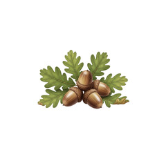 Acorns and Oak Leaves Still Life