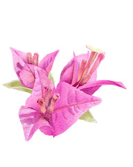 bougainvillea flower digital watercolor