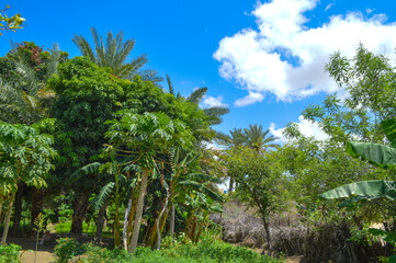 blue sky clouds landscape, papaya plant fruit palm dates trees