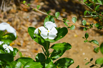 white periwinkle flowers in the garden