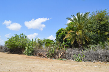 Garden in city nature clouds landscape, palm dates trees nature