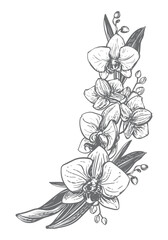 Vector orchid. Composition of phalaenopsis flowers, leaves, and buds. Black ink drawing imitating engraving. Line drawing of an exotic flower. Bouquet of tropical plants.