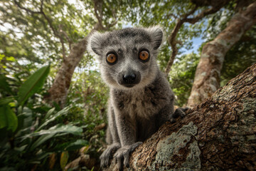 Obraz premium Lemur climbing a tree in a forest during daylight showing curiosity and alertness in its expression