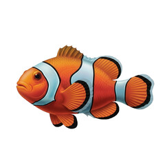 Vibrant orange clownfish with white stripes on black background