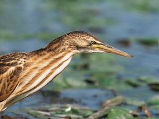 The little bittern heron bird focused on hunting, Ixobrychus minutus