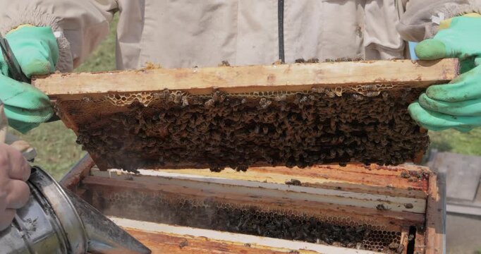 Beekeeper wearing a protective suit tending to beehives ensuring the well-being of the bees. Honey bees flying into wooden beehives.