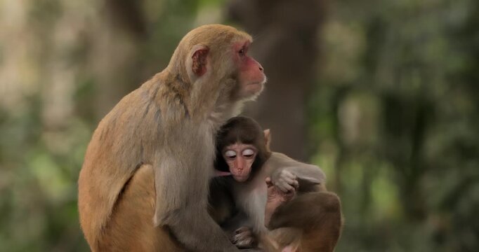 Macaques in nature. Macaques constitute a genus (Macaca) of gregarious monkeys. Macaques are found in a variety of habitats throughout the Asian continent and are highly adaptable.