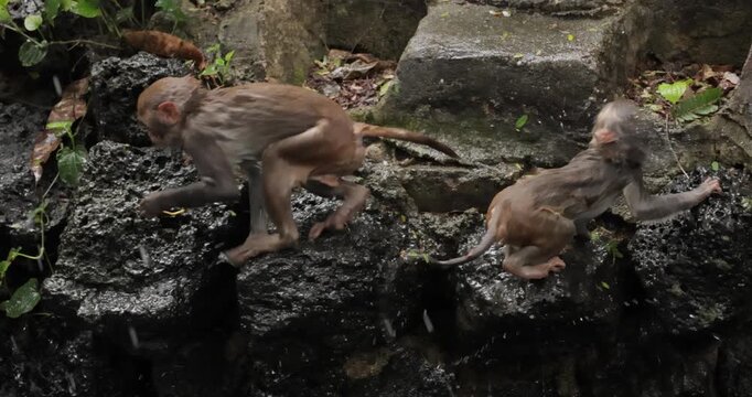 Macaques in nature. Macaques constitute a genus (Macaca) of gregarious monkeys. Macaques are found in a variety of habitats throughout the Asian continent and are highly adaptable.
