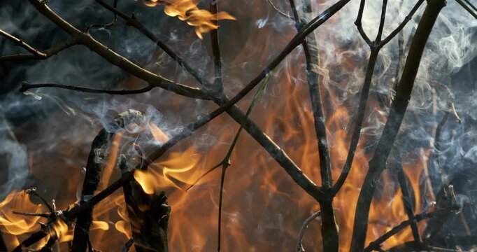 Forest fire in close-up. The branches of shrubs and trees are burning and smoking. Wildfires caused by arson or nature. Shot on super slow motion camera 1000 fps.
