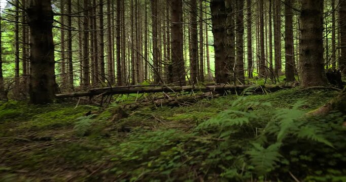 View of the Forest in Norway. Beautiful nature of Norway. The camera moves from the first person through the thicket of a pine forest.