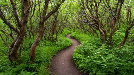 A winding dirt path disappearing into a dense, lush green forest canopy with sunlight filtering through the trees.