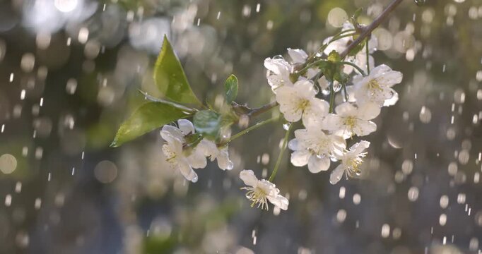 Cherry blossom period. Drops of spring rain fall on a cherry blossom. Shot on super slow motion camera 1000 fps.