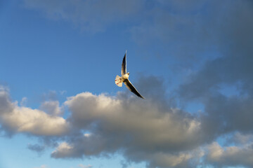 Seagull flying high in the sky during a cloudy day above the water