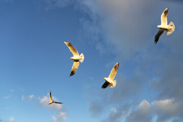 Seagulls flying in open sky during daylight over a coastal area