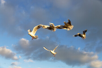 Seagulls fly in the sky above clouds during daylight hours