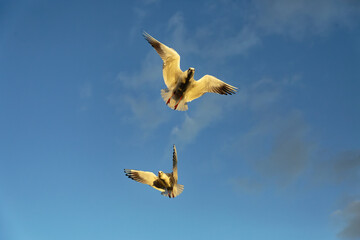 Seagulls flying in the sky during daylight near the coast