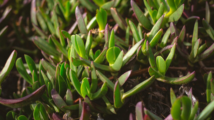 Closeup detail of succulent ice plant leaves Carpobrotus edulis growing in a coastal environment.