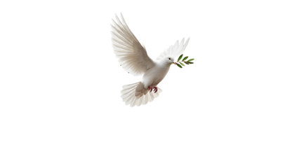 Isolated white flying dove carrying an olive branch, a global symbol of peace and freedom isolated PNG with Transparent Background