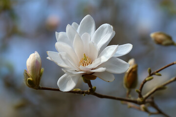 Obraz premium Delicate white magnolia flower blooming on a branch in spring with buds and soft bokeh background